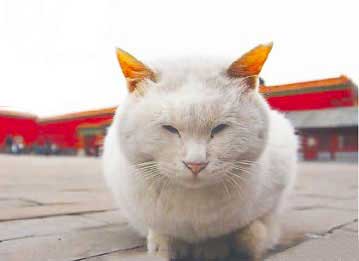 北京故宫收留百余流浪猫1 北京故宫收留百余流浪猫1