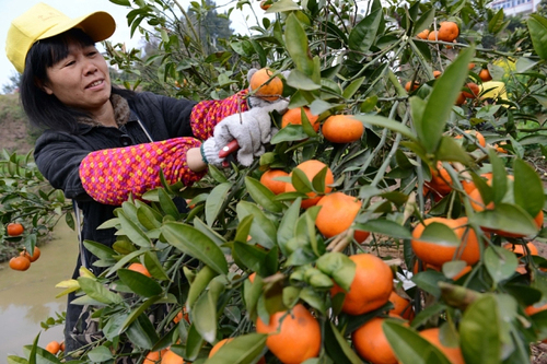 重庆云阳晚熟柑橘上市4