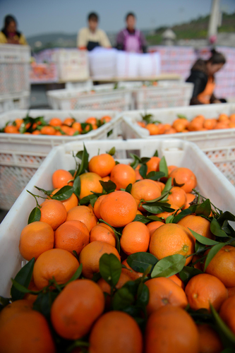 重庆云阳晚熟柑橘上市2