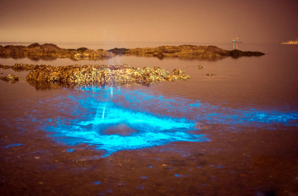 大连现大片荧光海滩-远望如星河4 大连现大片荧光海滩-远望如星河4