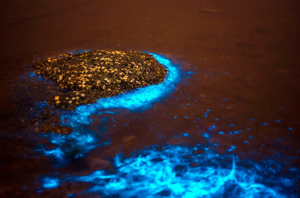 大连现大片荧光海滩-远望如星河3 大连现大片荧光海滩-远望如星河3