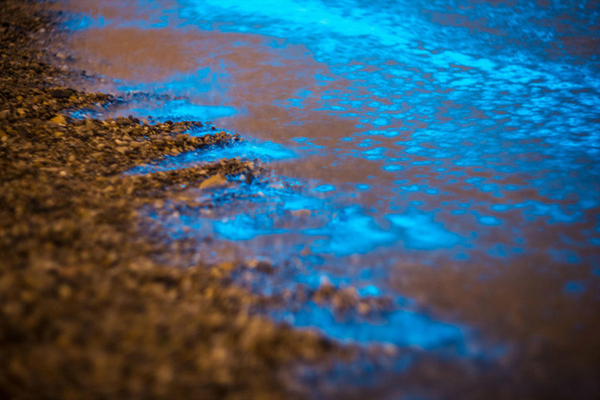 大连现大片荧光海滩-远望如星河 大连现大片荧光海滩-远望如星河