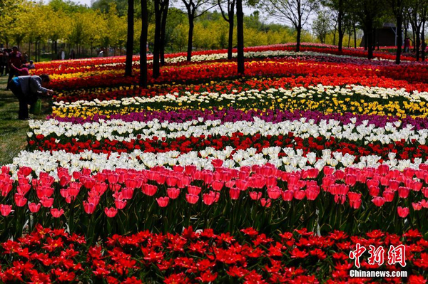 彭丽媛命名郁金香“国泰”亮相北京2