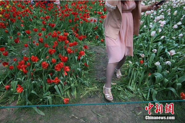 北京中山公园2000株郁金香遭踩3 北京中山公园2000株郁金香遭踩3