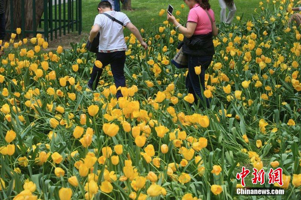 北京中山公园2000株郁金香遭踩2 北京中山公园2000株郁金香遭踩2