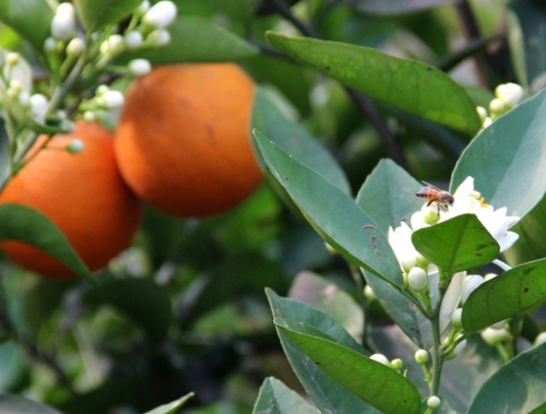 4月29日，在三峡库区湖北秭归县泄滩乡陈家湾村柑橘园里，蜜蜂在花丛中采集花粉。