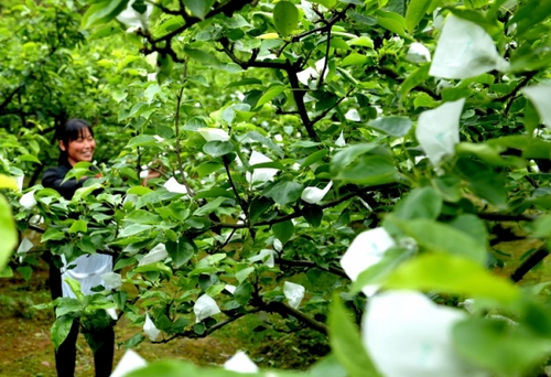 5月5日，湖北省宣恩县椒园镇黄坪村农民在给黄金梨套袋。