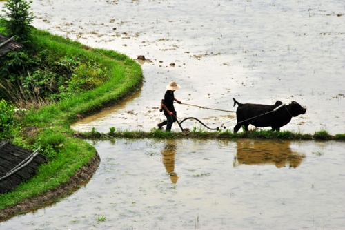 5月5日，贵州省锦屏县固本乡东庄村农民在耕田。