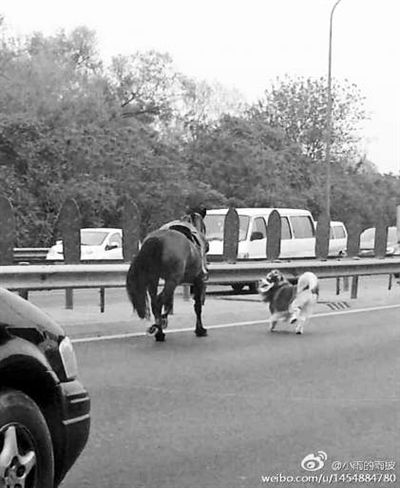 主路上演“马狗追逐”  主路上演“马狗追逐”