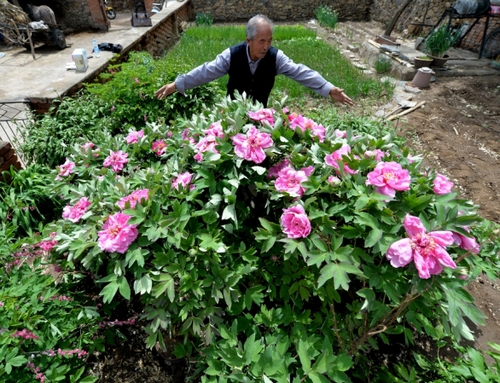 　　5月13日，许润枕老人向游人介绍牡丹花。