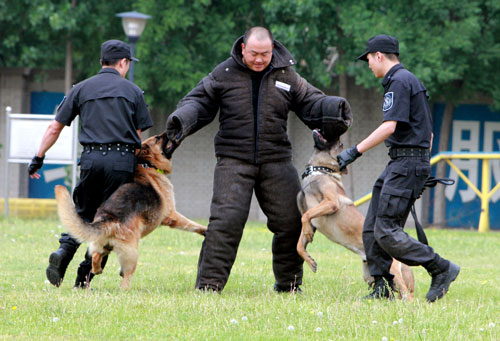 带犬巡逻 谭志勇摄影 带犬巡逻 谭志勇摄影