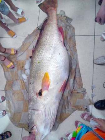 1.7米长黄唇鱼-卖出315万天价2 1.7米长黄唇鱼-卖出315万天价2