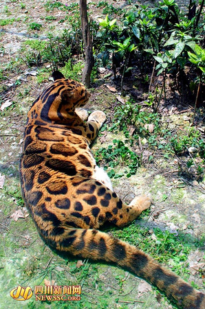 云豹“小云”侧卧，体态更显丰盈。