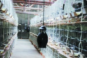 ABFE0D994B34B6F1B379BD45C713453C ABFE0D994B34B6F1B379BD45C713453C