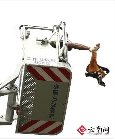 “哎妈呀，我的尾巴！”