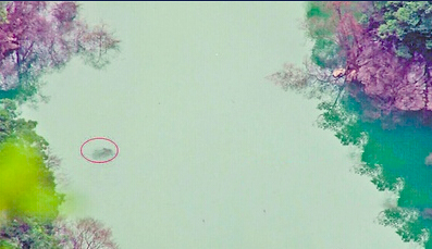 重庆疑现神秘水怪-原是3米长重约300斤大鱼3 重庆疑现神秘水怪-原是3米长重约300斤大鱼3