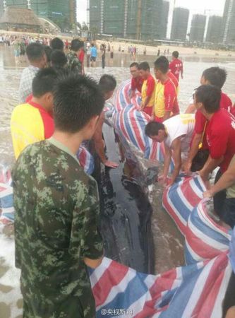 经过两个多小时努力，终于将它送回了大海