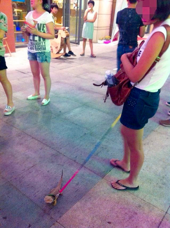 女子街头遛蜥蜴-网友:“萌萌哒”5 女子街头遛蜥蜴-网友:“萌萌哒”5