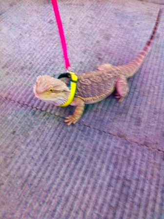 女子街头遛蜥蜴-网友:“萌萌哒”4 女子街头遛蜥蜴-网友:“萌萌哒”4