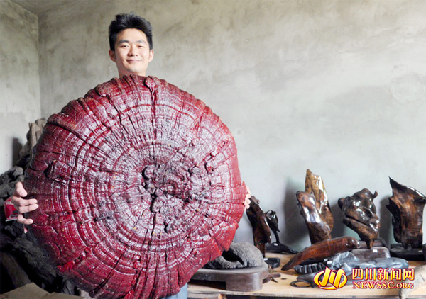 南充现雨伞大的木灵芝菌-“身世”成谜-4 南充现雨伞大的木灵芝菌-“身世”成谜-4