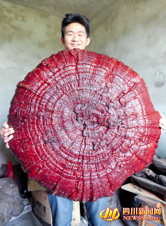 南充现雨伞大的木灵芝菌-“身世”成谜-2 南充现雨伞大的木灵芝菌-“身世”成谜-2