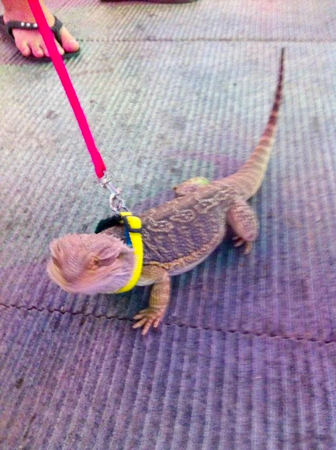 女子街头遛蜥蜴-网友:“萌萌哒”3 女子街头遛蜥蜴-网友:“萌萌哒”3