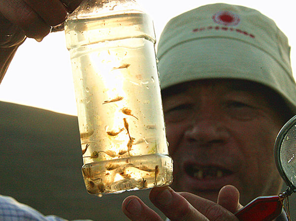 新疆阿尔泰地区三道海子惊现活化石“仙女虾”2 新疆阿尔泰地区三道海子惊现活化石“仙女虾”2