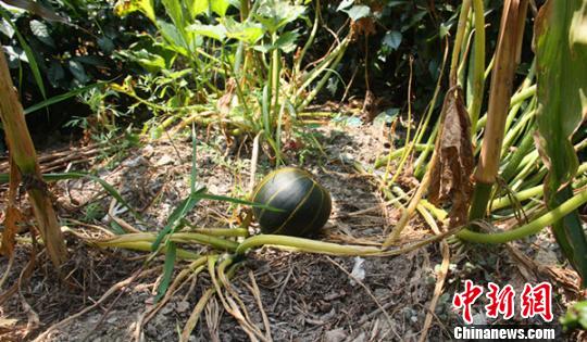 胡义明家玉米地里这样的奇特南瓜只长出了2个 陈勇 摄 胡义明家玉米地里这样的奇特南瓜只长出了2个 陈勇 摄