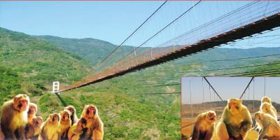 吊索桥效果图济源当地提供 吊索桥效果图济源当地提供