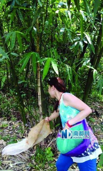 女子放生毒蛇照片 女子放生毒蛇照片