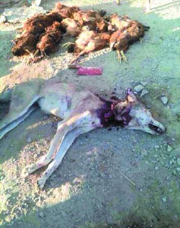 新疆狼群袭击人 新疆狼群袭击人