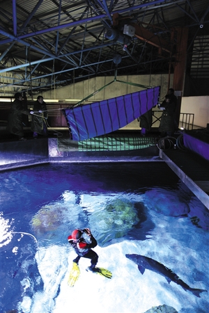 2012年12月，北京海洋馆，工作人员正准备将中华鲟爸爸放入水池。当日，接受人工繁育的中华鲟父母携子从湖北荆州回京定居。新京报记者 浦峰 摄