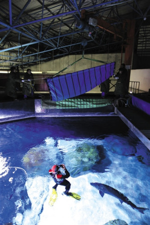 2012年12月，北京海洋馆，工作人员正准备将中华鲟爸爸放入水池。当日，接受人工繁育的中华鲟父母携子从湖北荆州回京定居。