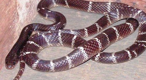 男子家中现印度环蛇-“先下口为强”主动将蛇咬死2 男子家中现印度环蛇-“先下口为强”主动将蛇咬死2