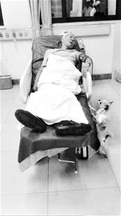 图为:小狗趴在床头望着主人 图为:小狗趴在床头望着主人