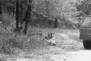 老虎咬死员工 老虎咬死员工