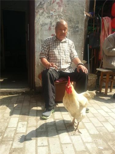 　宫勇海老人和大白。