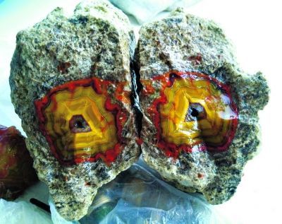 “战国红” “战国红”