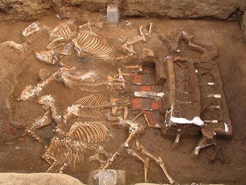 西安财院秦墓出土的“天子驾六”(陕西省考古研究院 图) 西安财院秦墓出土的“天子驾六”(陕西省考古研究院 图)