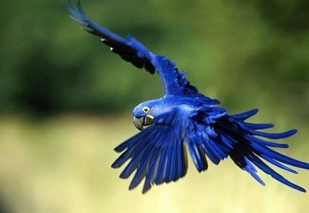 3.紫蓝金刚鹦鹉 价值:6,500——12,000美金   3.紫蓝金刚鹦鹉 价值:6,500——12,000美金