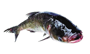 美国从2009年开始大规模捕杀亚洲鲤鱼 美国从2009年开始大规模捕杀亚洲鲤鱼