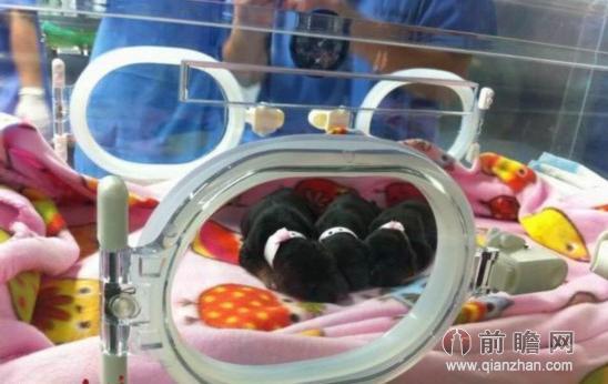 克隆藏獒 克隆藏獒