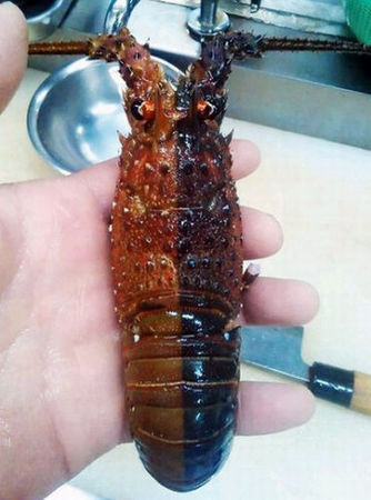 在日本三重县发现的龙虾(网页截图) 在日本三重县发现的龙虾(网页截图)