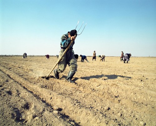 　目前，该地区仍广泛分布着水稻和棉花的田地，同时人们还在咸海干涸的河床地区进行着石油和天然气的勘探开采活动。图中为当地居民在原本为咸海湖区的地区进行耕种。