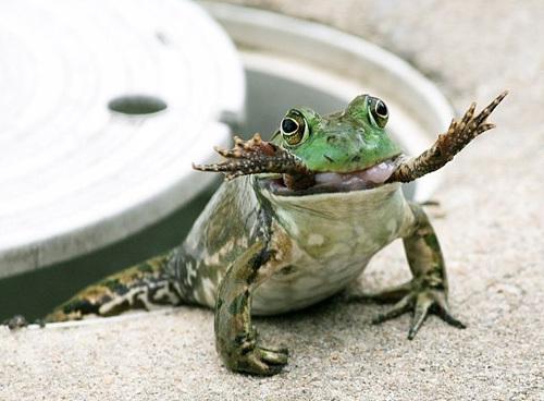 美国牛蛙2 美国牛蛙2