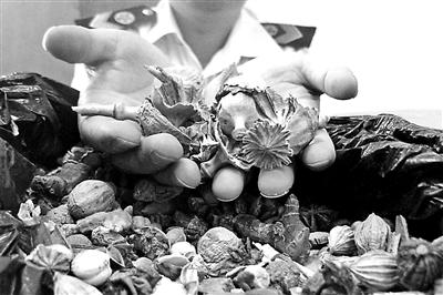 　掺杂在卤料中的罂粟壳（资料图片）