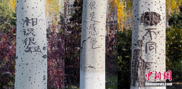 长春街头93棵白杨树被刻上百字情书-6