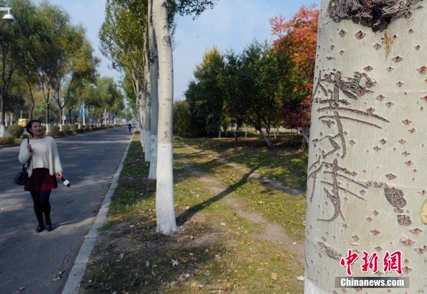长春街头93棵白杨树被刻上百字情书-5