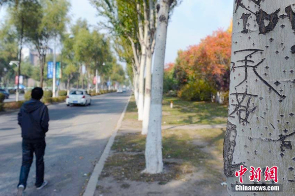 长春街头93棵白杨树被刻上百字情书-4