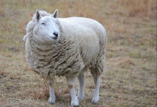 羊群误食大麻 羊群误食大麻